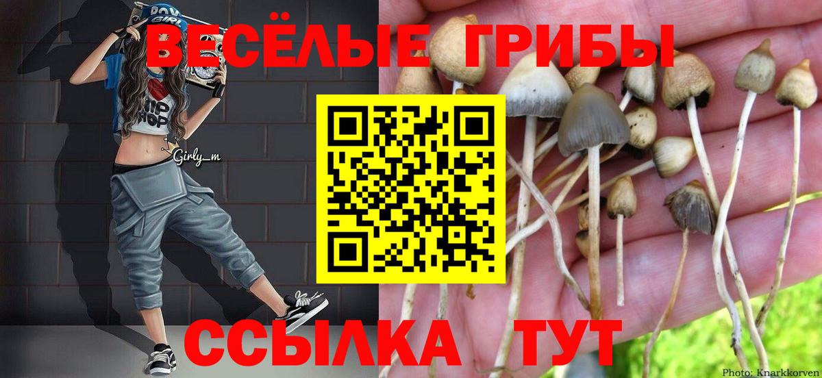 Михайловск  Псилоцибиновые грибы Cubensis  Вход с VPN 